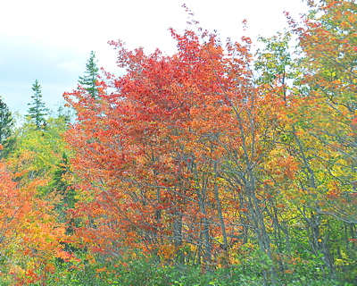 D70_1520Colorful.trees